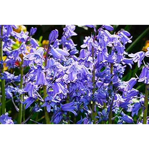 HYACINANOIDES Mixed Bluebell Seeds for Spring Cover