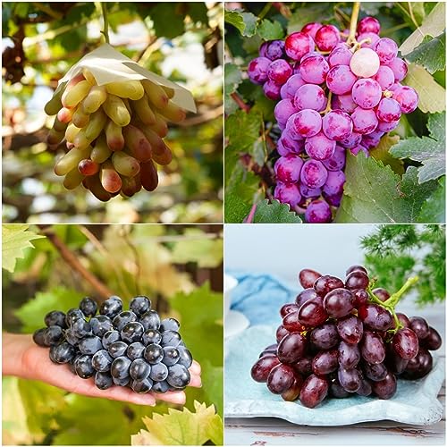 200 piezas semillas de vid - regalo de jardín de hierbas de árboles frutales enanos,uvas sin...