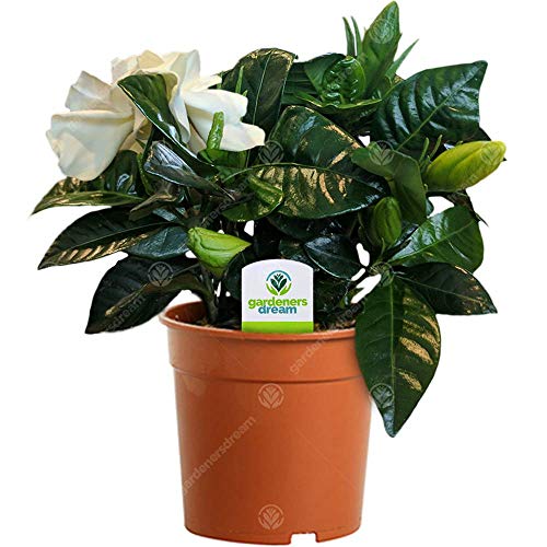 Gardenia Jasminoides - 1 Plant - House/Office Live Indoor Pot Plant Tree in 9cm Pot