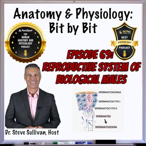 Reproductive System of Biological Males - Episode 69 Podcast Por arte de portada