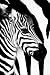 Studio B  Zebra Mare and Foal Poster