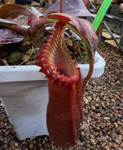 Hand-crafted Premium Carnivorous Plant Soil repotting mix Mix - Ideal for venus fly traps pichers and other insect eating Plants - Available in 1L 2L 3L 5L (1lt)