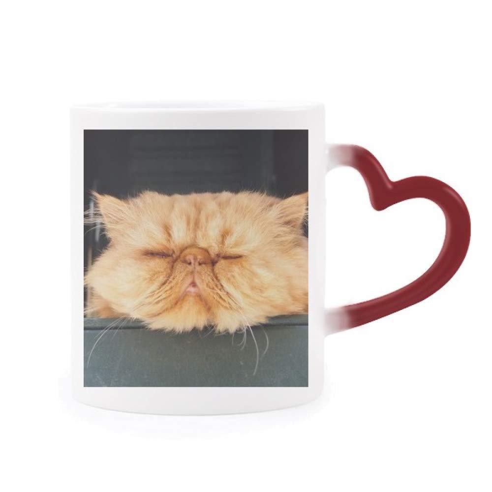 Taza de gato amarillo con corazón sensible DIYthinker el regalo original para entusiastas de mascotas
