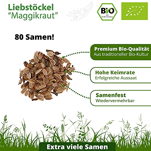 Little Plants BIO-Liebstöckelsamen (Levisticum officinale) Maggikraut | BIO-Kräutersamen | Nachhaltige Verpackung aus Graspapier | Kräuter-Samen | BIO-Saatgut für ca. 80 Liebstöckel-Pflanzen - Image 4