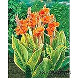 Hot Selling! Mix Canna Lily Seeds - PRETORIA - Variegated Foliage - Exotic Blooms Home flower 10 seeds