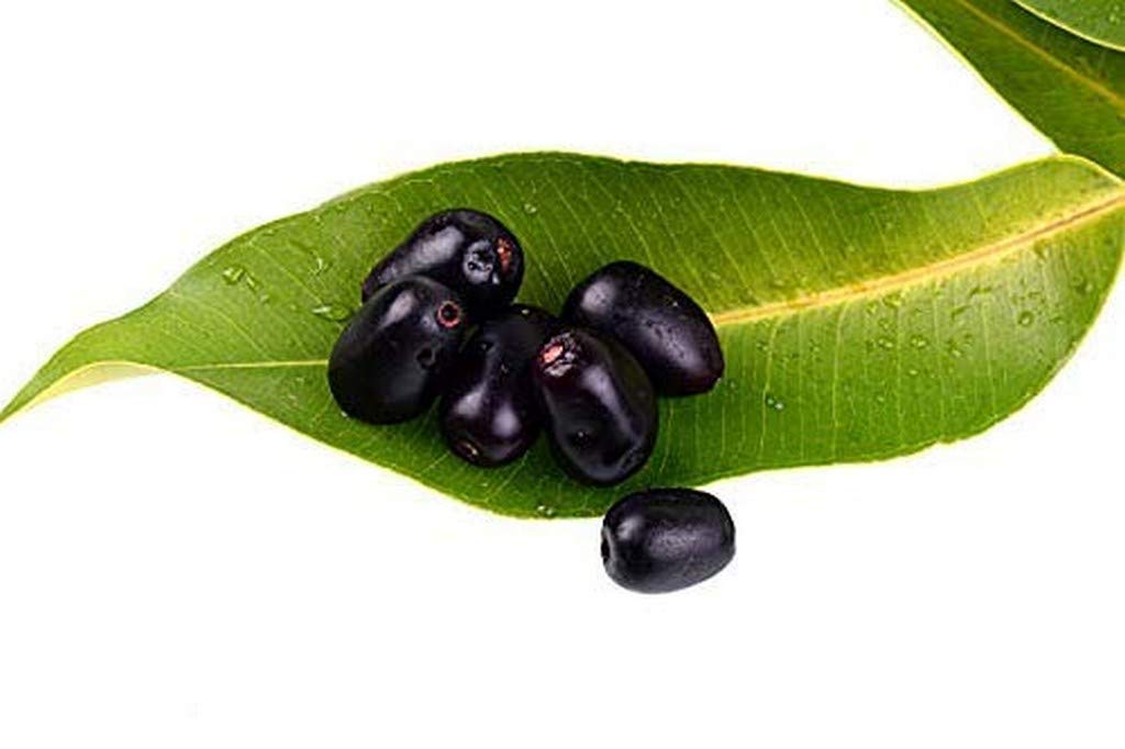 Buy Creative Farmer Fruit Live Gardens Hybrid Rare Syzygium Cumini Java ...