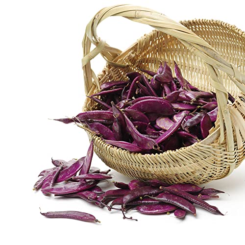 20 Pcs Non-Gmo Purple Hyacinth Bean Seeds For Planting - Grow Red Leafed Beans Lablab Purpureus Vegetable Seeds Non-Gmo #TOP2