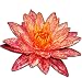 Greenpro Live Aquatic Plant Nymphaea Wanwisa Red Hardy Water Lilies Tuber for Aquarium Freshwater Fish Pond