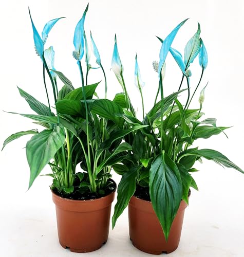 POWERS TO FLOWERS - SPATIFILLO MULTIFLORA COLOR LIFE BLU, VASO 12cm DIAMETRO, 2 PIANTE, altezza 30CM, Piante Vere