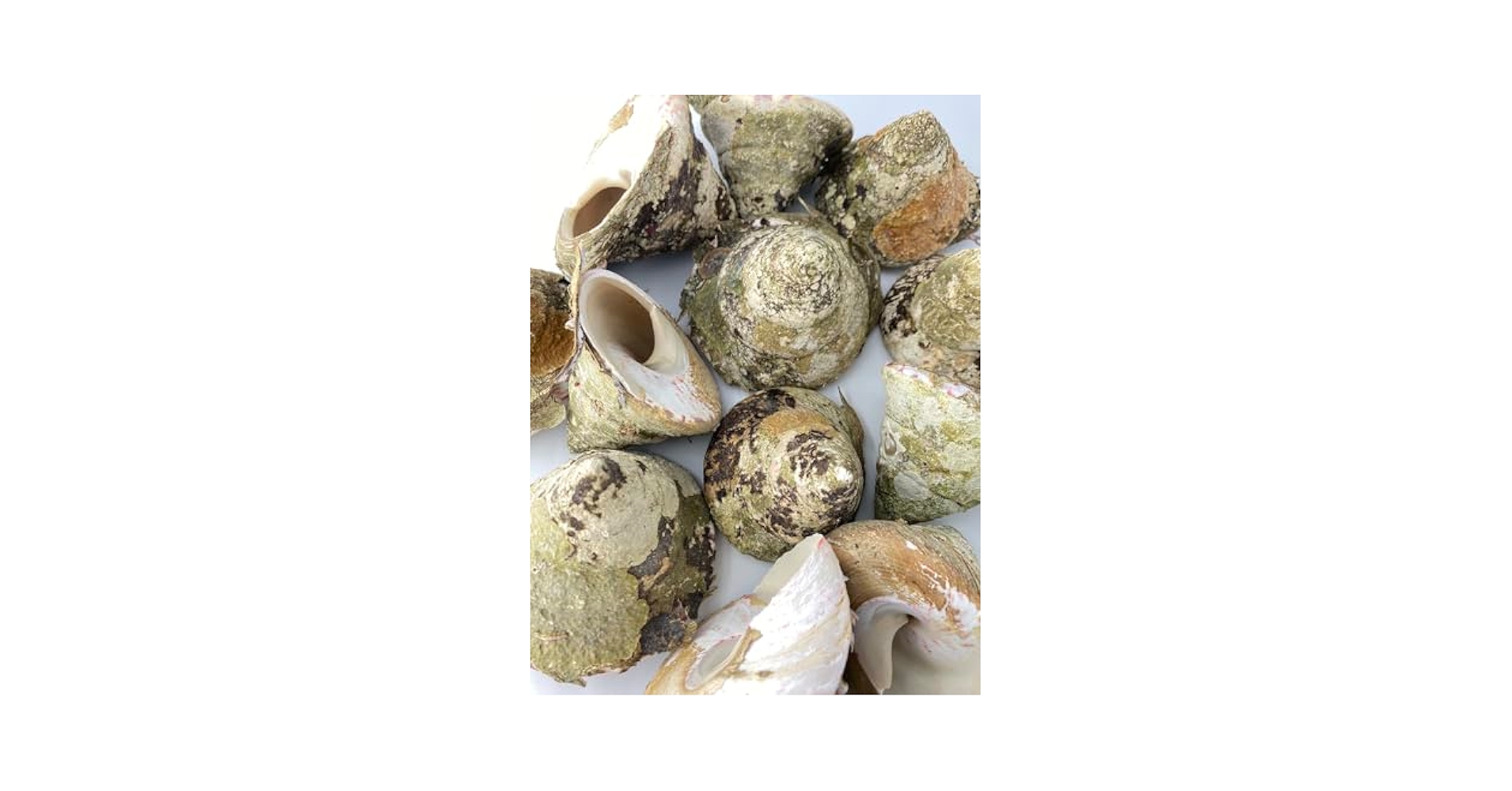 『kisyuhimemaru』【タカセ貝殻】沖縄県産 高瀬貝（タカセ貝）の貝殻（約250g〜450g）（送料無料）（正規品