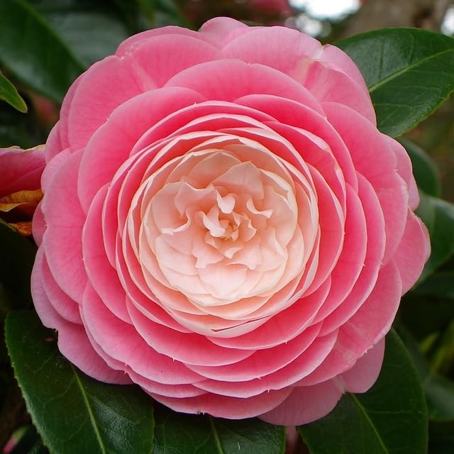 Greenery Nursery camellia flower plant height 2-2.5 feet hybrid healthy live plant for home garden pack Of 1 (B0CJP9VMB8) Amazon Price History, Amazon Price Tracker