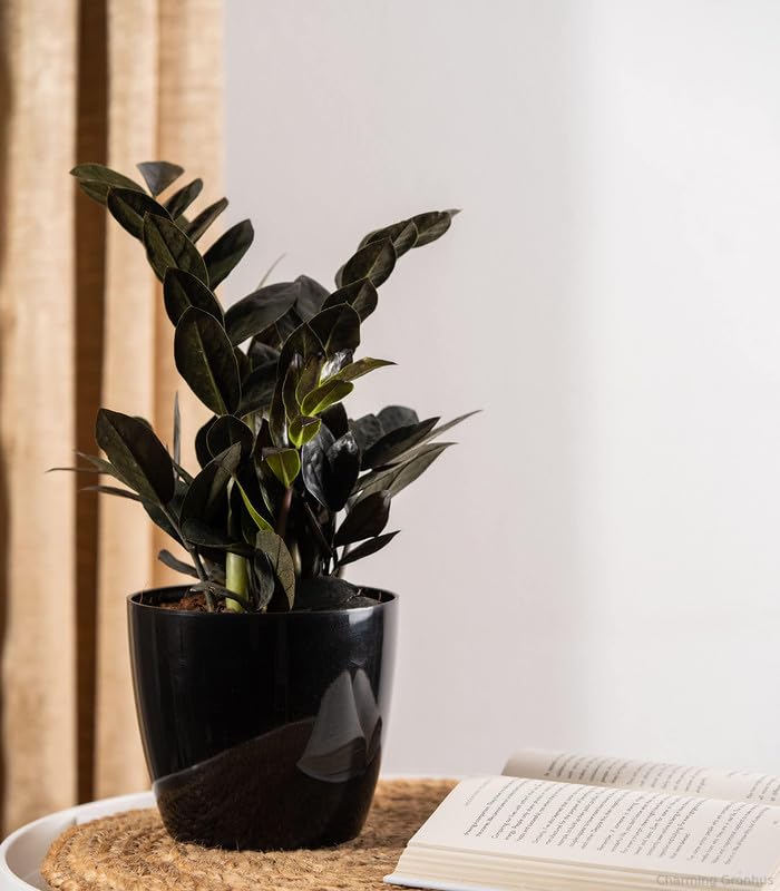 See full amazon price history chart for Charming Gronhus Live Indoor Live Black ZZ Plant Indoor Plants > Bonsai In Glossy Black With Black Plastic Pot Charming Gronhus Live Indoor Live Black ZZ Plant Indoor Plants > Bonsai In Glossy Black With Black Plastic Pot (B0CSXJDCGF) Amazon Price History, Amazon Price Tracker
