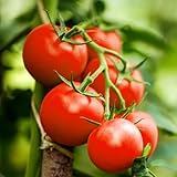 25+ Bonny Best Tomato Seeds - All Canadian Heirloom Seeds- These Bright red Tomatoes ripen Early and Produce Abundant yields on indeterminate Vines, Making Them a Favourite Among Home Gardeners