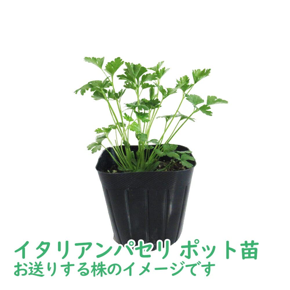 Amazon.co.jp: 【イタリアンパセリ】3株 9．0cm ポット キッチン