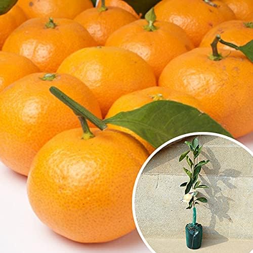 青島 みかん 晩生 4年生 青島 みかん 晩生 4年生