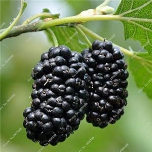 Bonsai Lampone Mulberry Seed Black Berry Blackberry perenne Albero delle piante succulente Delicious Fruit Best per il bambino 400 Pz 6