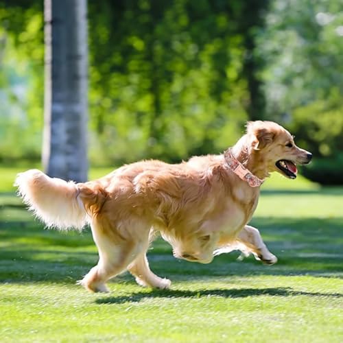 Unique style paws Rosa Rose Hundehalsband Geschirre Halsbänder & Leinen für Halsband Hund Breit Fliege Kette Hund Dog Collar Zughalsband Geschenke für Kleine Mittlerer Große Hunde XS