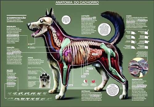 MAPA/POSTER DE ANATOMIA ANIMAL – ANATOMIA DO CACHORRO. DIMENSÕES: LARGURA 117 CM X ALTURA 89 CM.