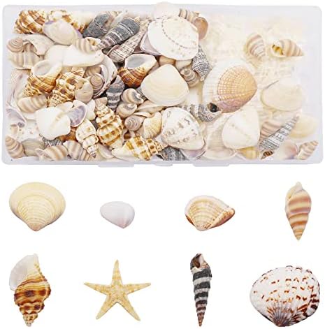 Julie Wang 1 Box of 200pcs Shell Conch Starfish Natural Tiny Ocean Seashells for DIY Miniature Beach Critter Decor Arts Crafts Projects Fish Tank Vase Filler
