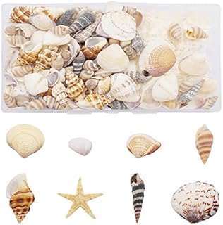 Julie Wang 1 Box of 200pcs Shell Conch Starfish Natural Tiny Ocean Seashells for DIY Miniature Beach Critter Decor Arts Crafts Projects Fish Tank Vase Filler