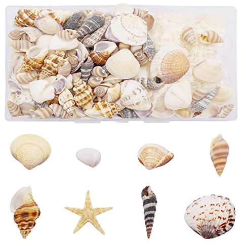 Julie Wang 1 Box of 200pcs Shell Conch Starfish Natural Tiny Ocean Seashells for DIY Miniature Beach Critter Decor Arts Crafts Projects Fish Tank Vase Filler Cover