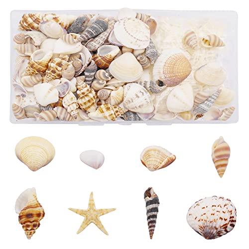 1 boîte de 200 pcs coquille conque étoile de mer naturel minuscule océan coquillages pour bricolage miniature plage bestiole décor arts artisanat projets réservoir de poisson remplissage de vase Cover