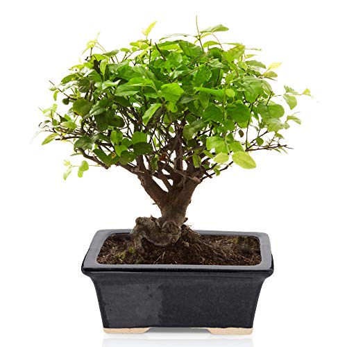 Glazed Ceramic Bonsai Pot - Decorative Planter For Dwarf Trees, Succulents, Small Plants - Black Rectangular Container Perfect For Indoor And Outdoor Gardens, Table Centerpieces And Windowsill Decor #TOP1
