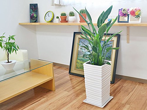 Amazon｜観葉植物 ストレリチア・レギネ バードオブパラダイス