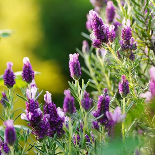 semi di lavanda - lavanda da balcone per aiuole rialzate, per luoghi soleggiati di perenni, decorazione da giardino per esterni 130pcs