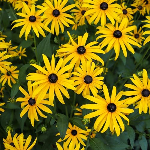 Groundio Black Eyed Susan Seeds, 7500+ Perennial Flower Seed to Plant Indoor & Outdoor, Attract...