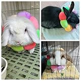 Elizabeth Halskrause für Kaninchen, verstellbar, für Kaninchen, Chinchilla, Meerschweinchen, Kätzchen nach Operationen, Wundheilung, für kleine Tiere (Größe XS)