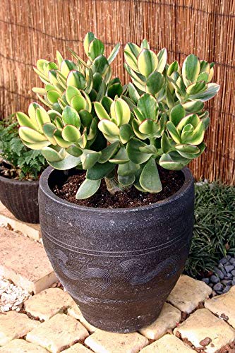 Amazon | はなみどり 金のなる木 シンシン 11cm 黄色プラ鉢 1鉢