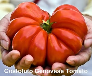 Mixed Seeds 30 Giant Tomato Seeds Mix of 19 Varieties Heirloom Non-GMO