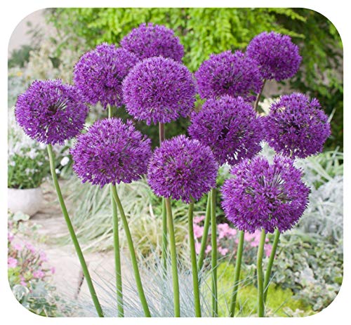 Allium Purple Sensation x 50 Spring Flowering Bulbs