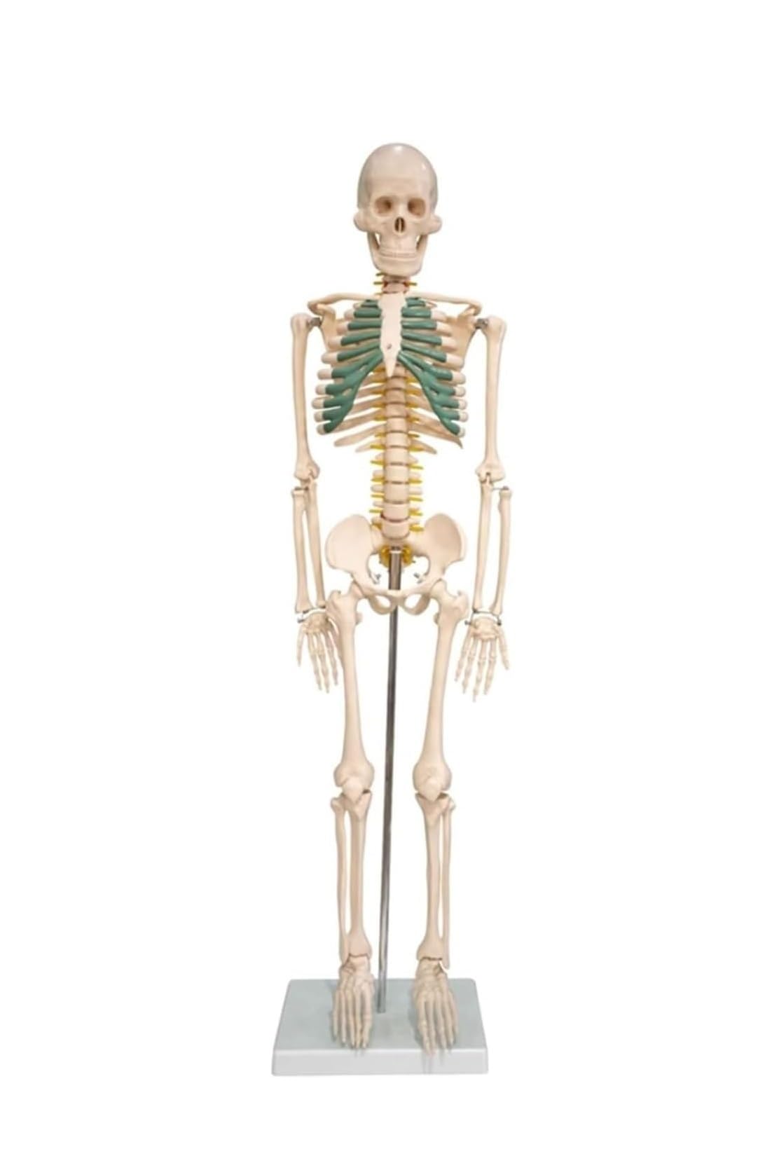 Scheletro a grandezza naturale, modello di scheletro umano, colonna vertebrale anatomica in PVC da 85 cm