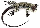 Kunst & Ambiente - Wiener Bronze Figur - Echse - Leguan - Reptil - authentische Tierstatue - Handbemalt - Deko Skulptur - Kunst online kaufen - Sammlerstück - Wohndeko für Innen