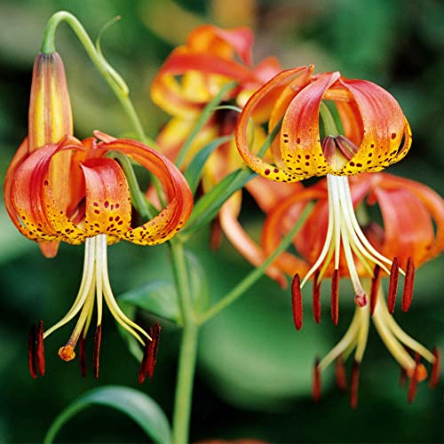 QAUZUY GARDEN 20 Seeds Rare Orange Turks Cap Tiger Lily
