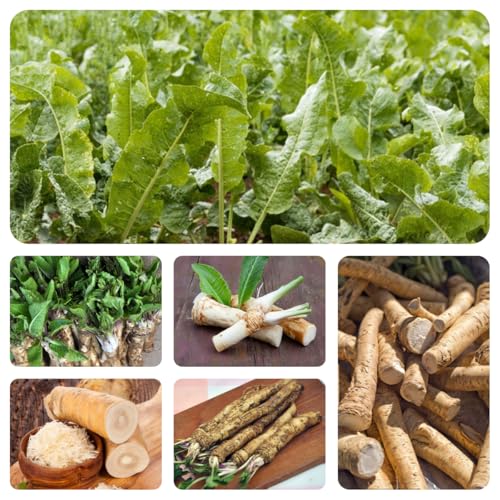 semi freschi di rafano, varietà antiche, invernali, 200pcs