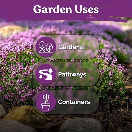 KVITER 20,000 Creeping Thyme Seeds (Thymus Serpyllum) – Wild Thyme, Aromatic Ground Cover, Purple Perennial Flower Seed Packets – Great Non GMO Herb Seeds for Outdoor Garden, Landscapes & Paths - 5