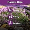 KVITER 20,000 Creeping Thyme Seeds (Thymus Serpyllum) – Wild Thyme, Aromatic Ground Cover, Purple Perennial Flower Seed Packets – Great Non GMO Herb Seeds for Outdoor Garden, Landscapes & Paths #5
