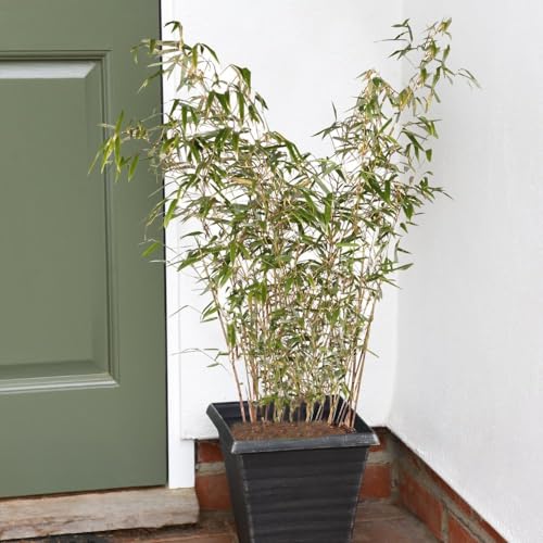 Image of Fargesia rufa - Hardy Bamboo - Ideal for Small Gardens Easy to Grow Your Own - Two Toned Effect Lush Foliage - Low Maintenance - 1x 19cm Potted Plant + 1x Patio Potl by Thompson and Morgan (1)