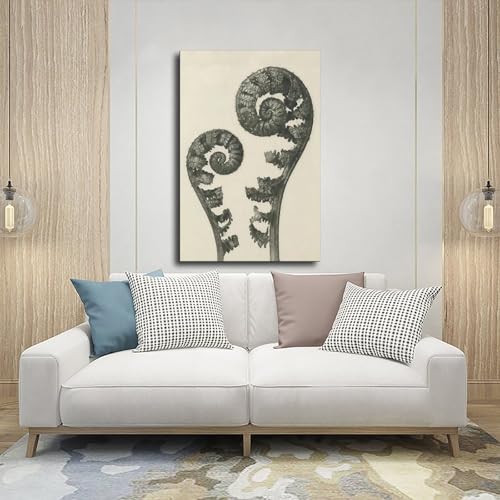 Impression sur toile Plantstudie 5 Karl Blossfeldt cadre déco mural 20x30 cm - 5