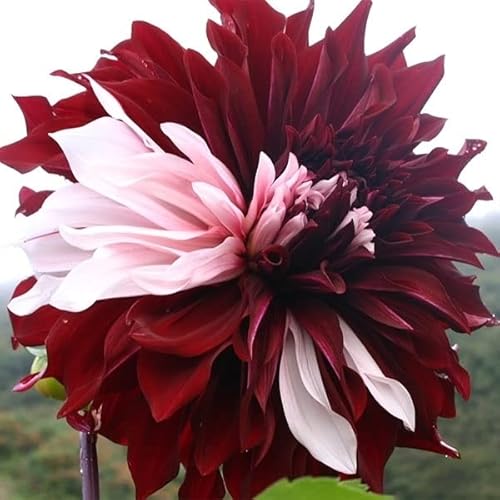 球根 ダリアの人気商品 通販 価格比較 価格 Com