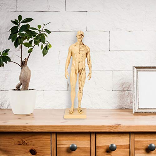 Modelo de anatomía masculina AMONIDA de 29,5 cm para decoración y clases de pintura 2