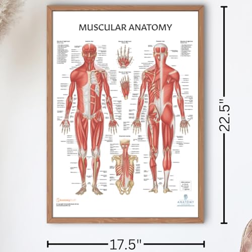 Image of 16 PACK Human Anatomy Poster Set, LAMINATED, Anatomy and Physiology, 17.3 x 22.5 Inches, Organ and Body System Diagrams, Anatomical Charts for Education Learning and Students