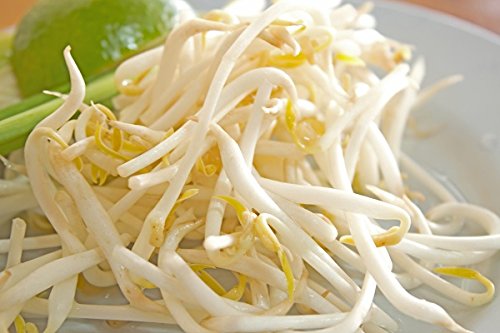 Mung Bean Sprouts -