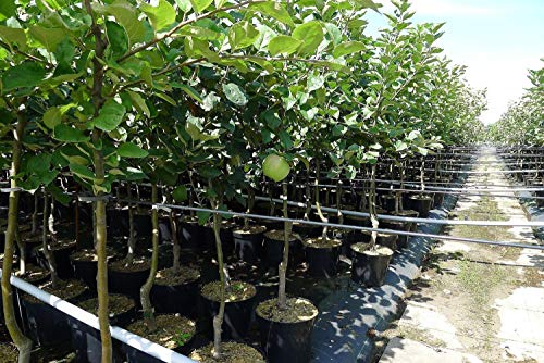 Apfelbaum Elstar – Herbstapfel Obstbaum in Buschform