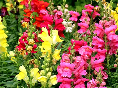 Dwarf Snapdragon Seed Mix 1000+ Seeds For Planting Indoors And Outdoors Low Height Dragon Flowers Dog's Mouth Lion's Mouth Toad's Mouth Antirrhinum #TOP3