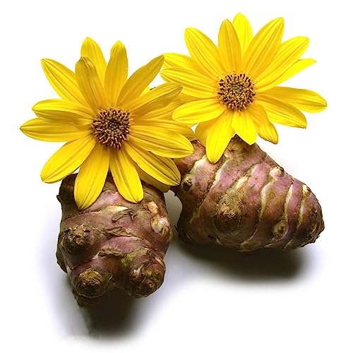 50 Stücke Topinambur Samen Bio Bodendecker Samen, Pflanzen Garten...