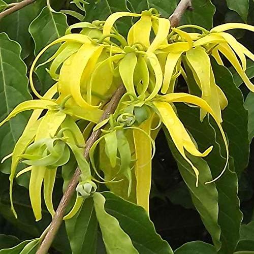 Palm Beach Medicinal Herbs - Ylang Ylang (Cananga odorata) - Paquete de 3 Semillas